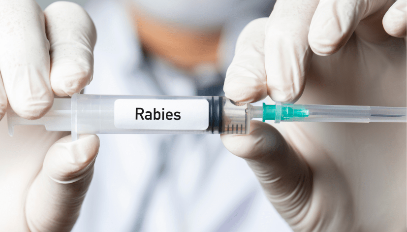 rabies 
